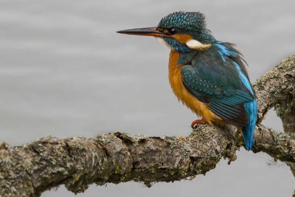 Kingfisher (%!s(<nil>)) - 