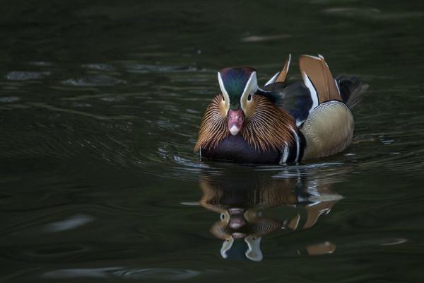 Mandarin duck (%!s(<nil>)) - 