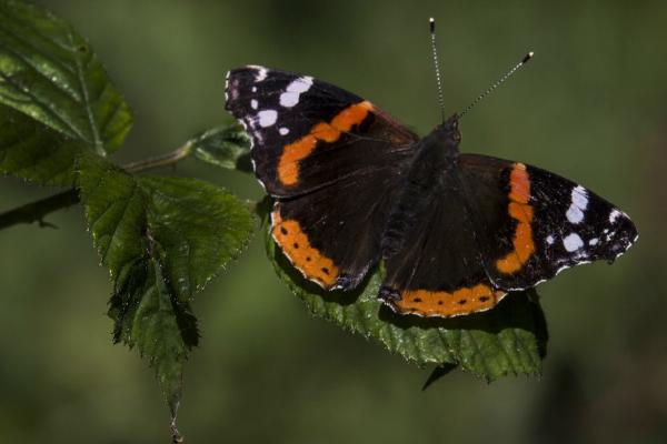 Red Admiral (%!s(<nil>)) - 