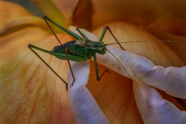 Speckled bush cricket on rose jpg (%!s(<nil>)) - 