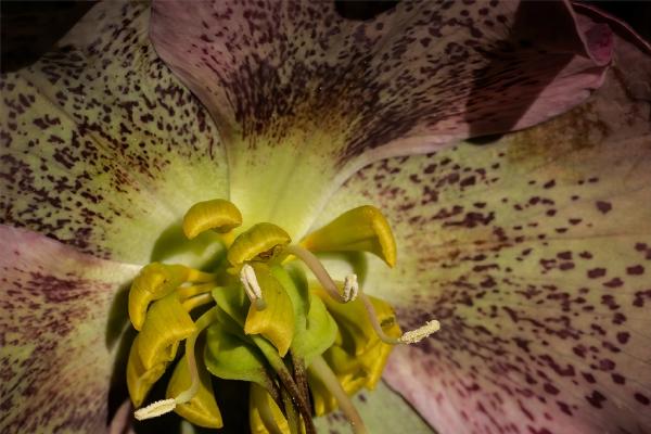 The Heart of a Hellebore (%!s(<nil>)) - 