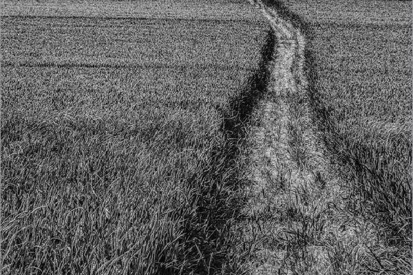 Through the field Boxted (%!s(<nil>)) - 