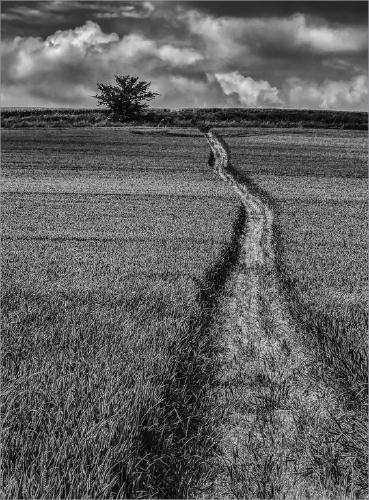 Through the field Boxted (%!s(<nil>)) -