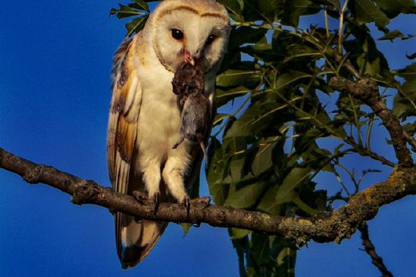 Wild Barn Owl with Prey (%!s(<nil>)) - 