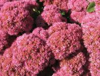 Michael Foster - IMG (0492)