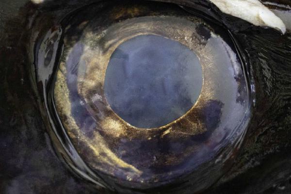 Black Scabbard fish eye lens (%!s(<nil>)) - 