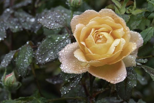 Peach of a Rose (%!s(<nil>)) - 