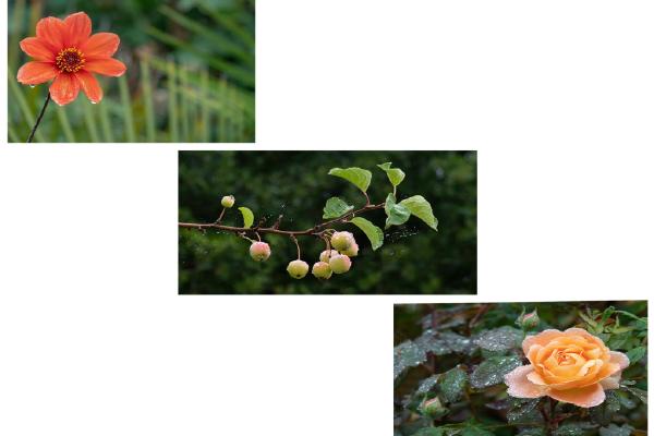 RHS Wisley fresh from the rain (%!s(<nil>)) - 
