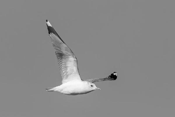 Gull (%!s(<nil>)) - 