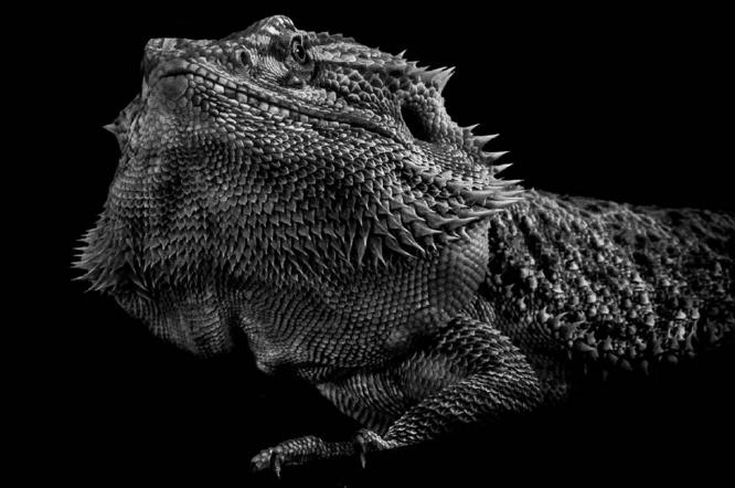 Bearded Dragon (%!s(<nil>)) -