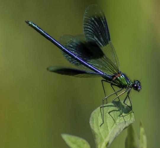 Blue Broad Winged Damselfly (%!s(<nil>)) -