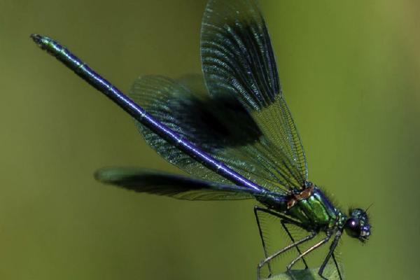 Blue Broad Winged Damselfly (%!s(<nil>)) - 