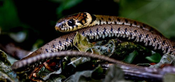 Grass snake - 1 (%!s(<nil>)) -