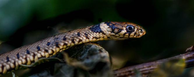 Grass snake - 2 (%!s(<nil>)) -