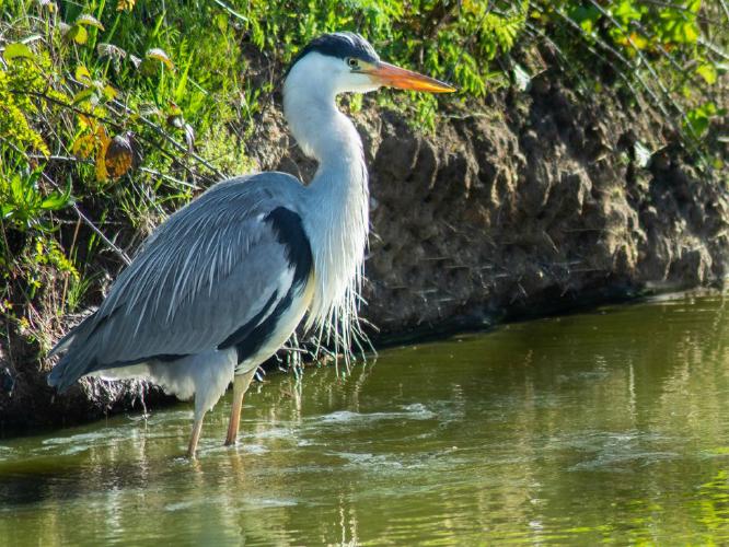 Heron (%!s(<nil>)) -