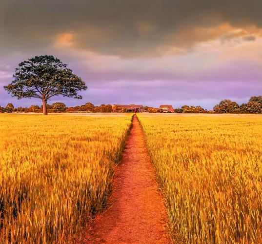 Homage to Hilton (Barry) (%!s(<nil>)) -