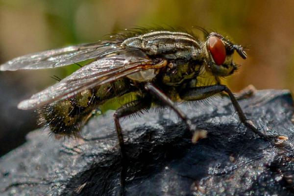 Horsefly - Enjoying a meal for one (%!s(<nil>)) - 