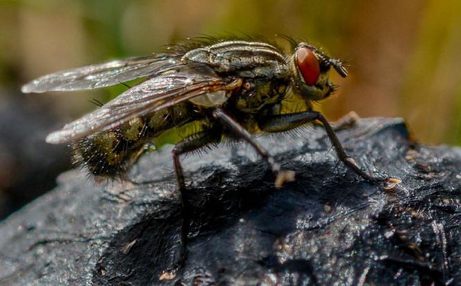 Horsefly - Enjoying a meal for one (%!s(<nil>)) -