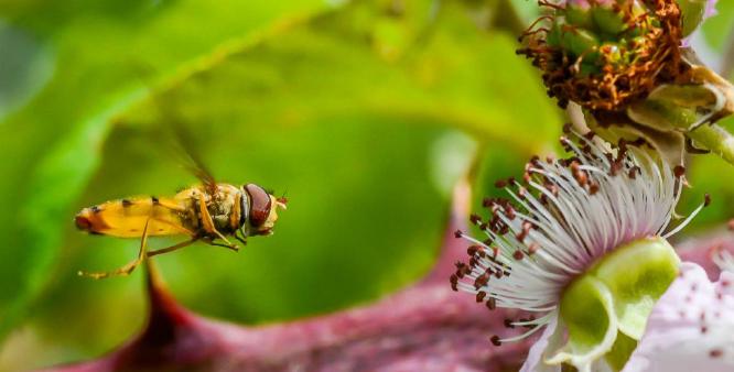 Hoverfly (%!s(<nil>)) -