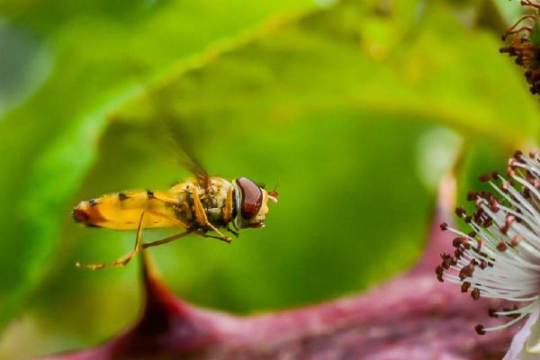 Hoverfly (%!s(<nil>)) - 