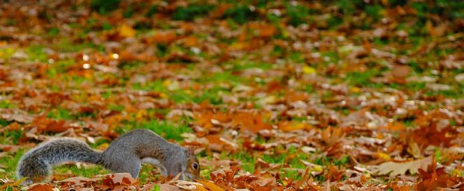 Now I remember putting my nuts under a leaf (%!s(<nil>)) -