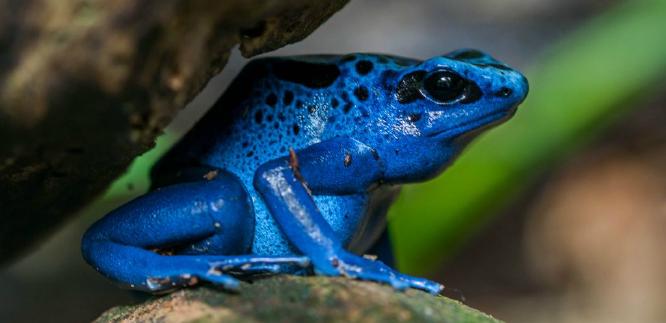 Poison arrow frog (%!s(<nil>)) -