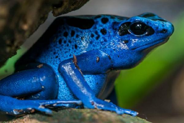 Poison arrow frog (%!s(<nil>)) - 