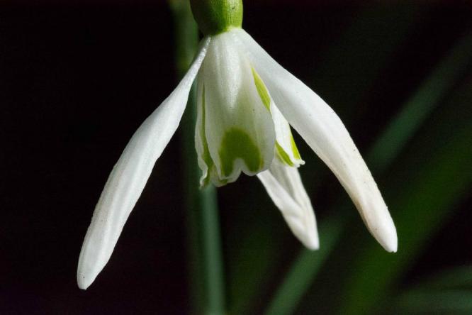 Snowdrop (%!s(<nil>)) -