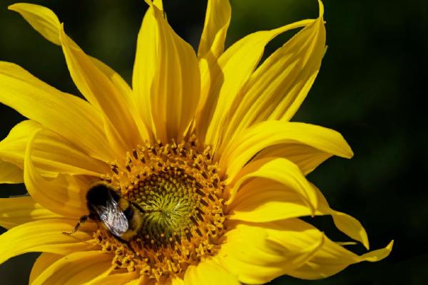 Bumblebee feeding on Sunflower (%!s(<nil>)) - 