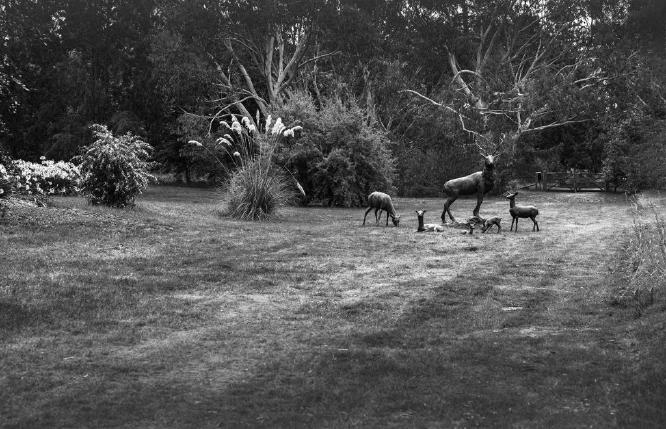 Deer Family (%!s(<nil>)) - 