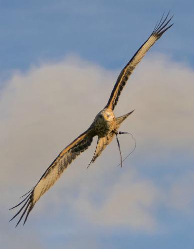 Kestrel in flight (%!s(<nil>)) - 