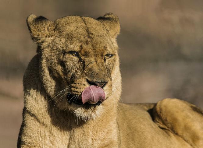 Lioness (%!s(<nil>)) - 