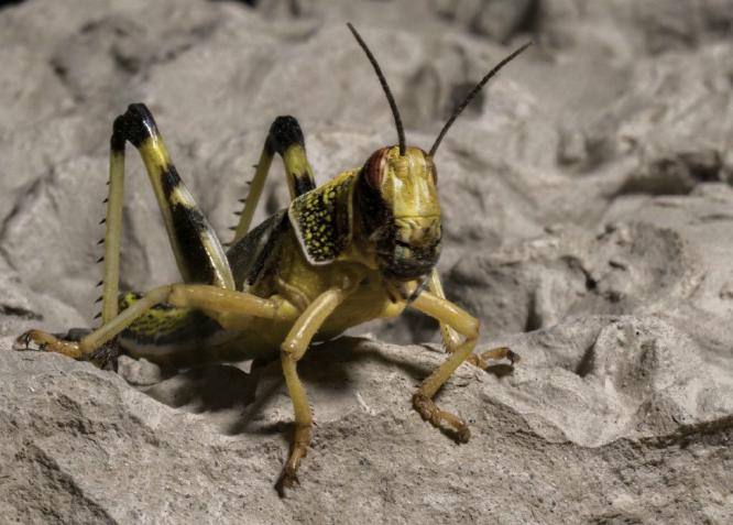 Locust (%!s(<nil>)) - 