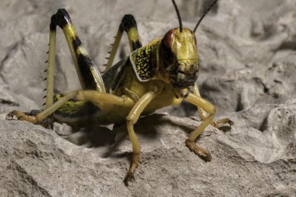 Locust (%!s(<nil>)) - 