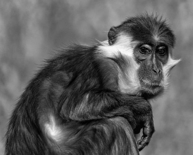 Primate Macaque (%!s(<nil>)) - 