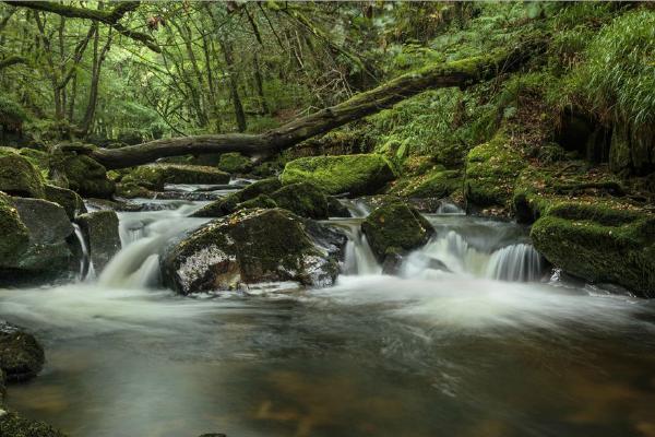 Woodland water cascade (%!s(<nil>)) - 