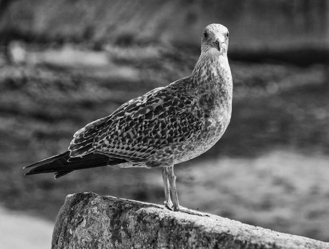 Young Gull Concarneau (%!s(<nil>)) - 
