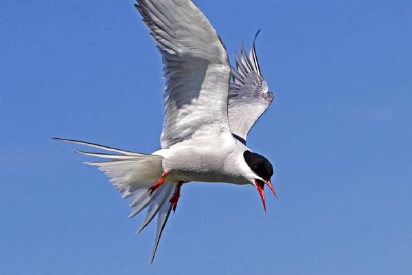 Arctic Tern Hovering (%!s(<nil>)) - 