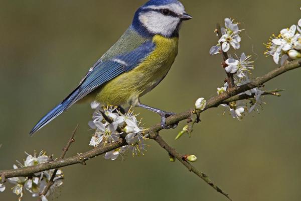 Blue tit on blackthorn (%!s(<nil>)) - 