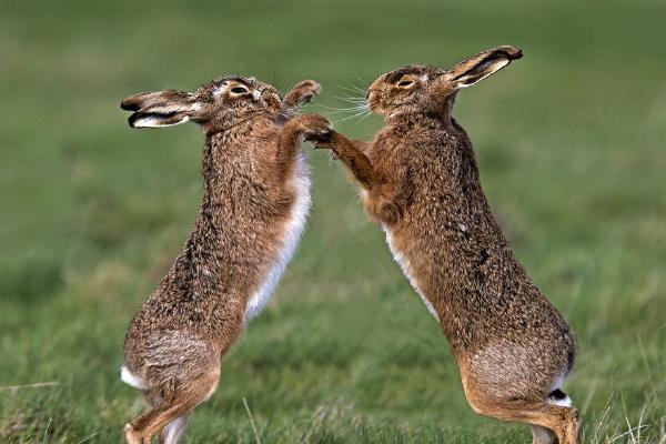 Boxing Brown Hare (%!s(<nil>)) - 