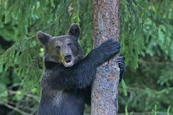 Brown Bear Climbing Tree (%!s(<nil>)) - 