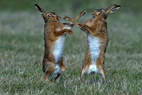 Brown Hare Fight (%!s(<nil>)) - 