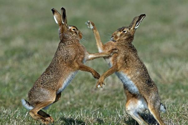 Brown hare boxing (%!s(<nil>)) - 
