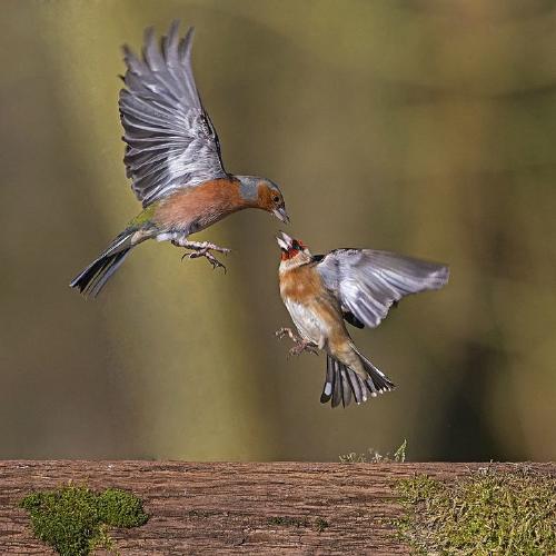 Chaffinch Attacking a Goldfinch (%!s(<nil>)) - 