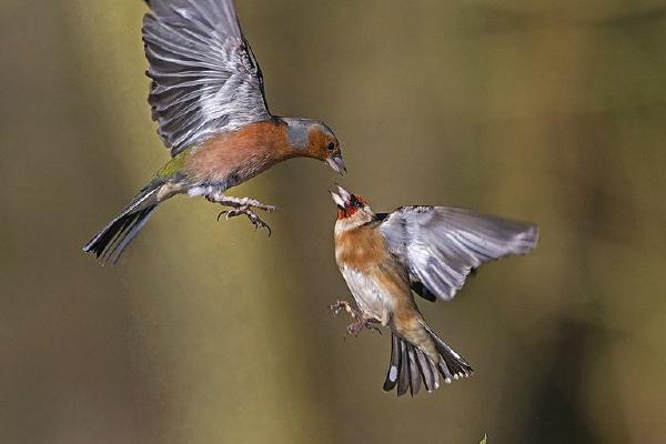 Chaffinch Attacking a Goldfinch (%!s(<nil>)) - 