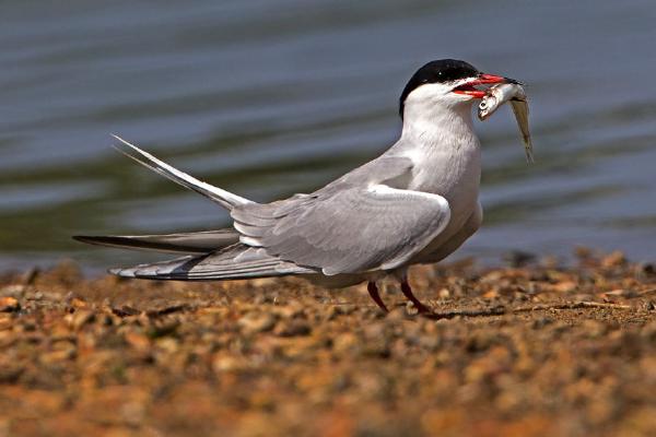 Common Tern With Catch (%!s(<nil>)) - 