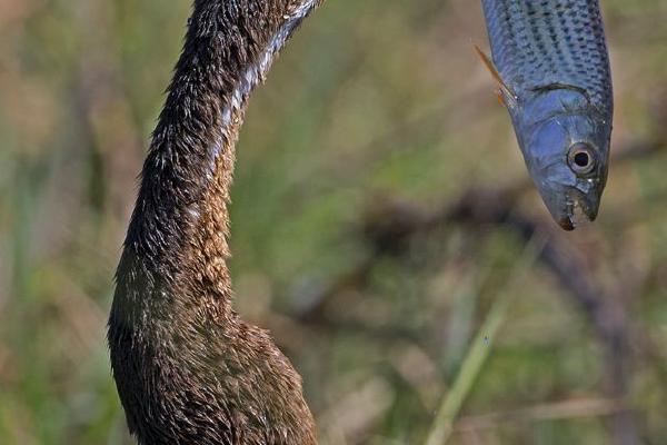 Darter with large tiger fish (%!s(<nil>)) - 