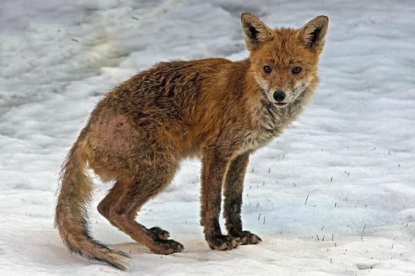 Fox in snow (%!s(<nil>)) - 