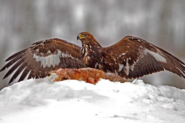 Golden Eagle with Fox Carcass in Snow (%!s(<nil>)) - 