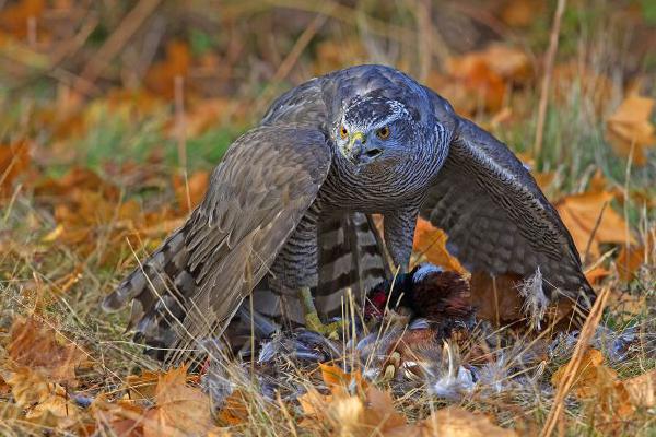 Goshawk with Prey (%!s(<nil>)) - 